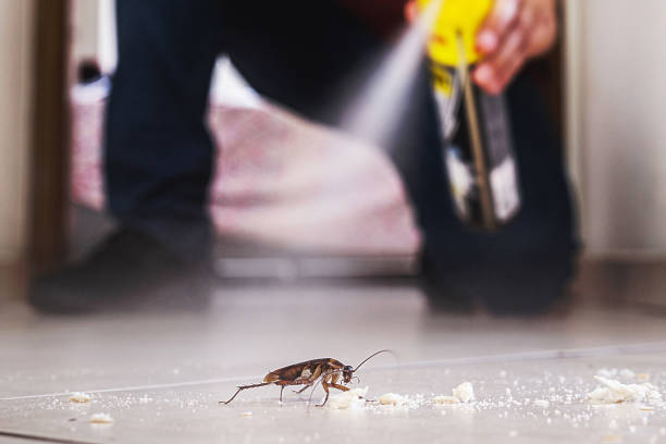 Best Ant Control Services  in Nazareth College, NY